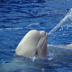 Loài cá voi trắng siêu dễ thương và cực kỳ thông minh
